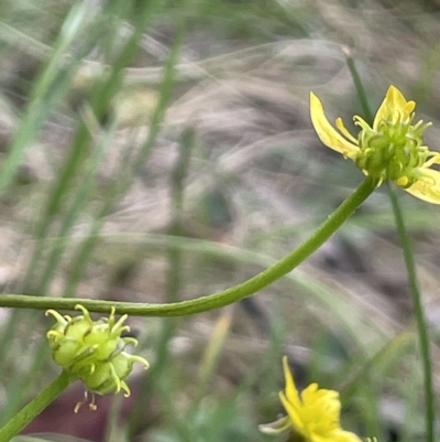 Ranunculus scapiger at Uriarra, NSW - 2 Jan 2023 by JaneR