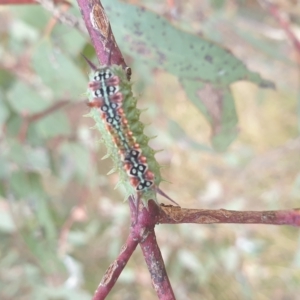 Doratifera quadriguttata at Wanniassa, ACT - 3 Mar 2023