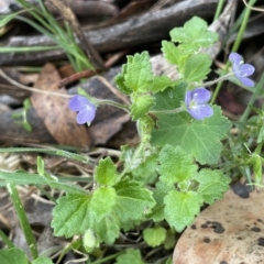 Veronica calycina (Hairy Speedwell) at Brindabella, NSW - 2 Jan 2023 by JaneR