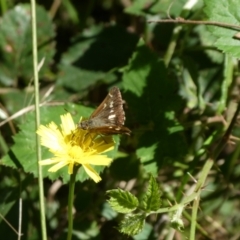 Dispar compacta (Barred Skipper) at Charleys Forest, NSW - 5 Mar 2023 by arjay