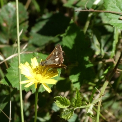 Dispar compacta (Barred Skipper) at Charleys Forest, NSW - 5 Mar 2023 by arjay