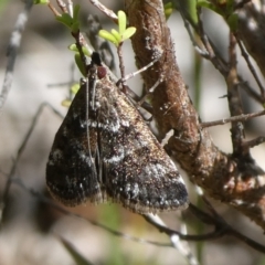 Catamola xanthomelalis at Charleys Forest, NSW - 5 Mar 2023 by arjay