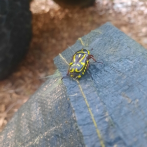 Eupoecila australasiae at Spence, ACT - 5 Mar 2023