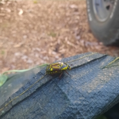 Eupoecila australasiae at Spence, ACT - 5 Mar 2023