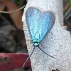 Pollanisus viridipulverulenta at Charleys Forest, NSW - 5 Mar 2023