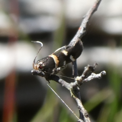 Macrobathra harmostis (a Cosmopterigid moth) at Mongarlowe River - 5 Mar 2023 by arjay