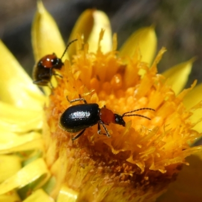 Galerucini sp. (tribe) (A galerucine leaf beetle) at Charleys Forest, NSW - 5 Mar 2023 by arjay