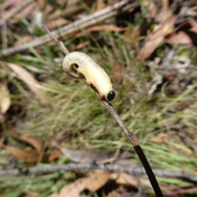 Perginae sp. (subfamily) (Unidentified pergine sawfly) at Charleys Forest, NSW - 5 Mar 2023 by arjay