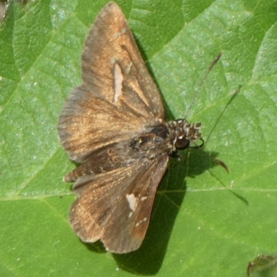 Toxidia parvula (Banded Grass-skipper) at Mongarlowe River - 5 Mar 2023 by arjay