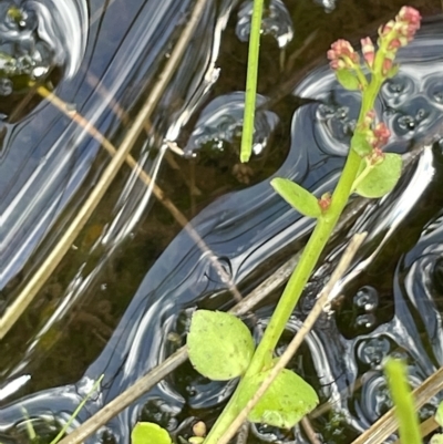 Gonocarpus micranthus subsp. micranthus (Creeping Raspwort) at Paddys River, ACT - 21 Jan 2023 by JaneR