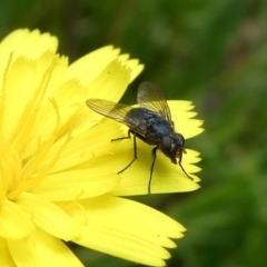 Calliphoridae (family) (Unidentified blowfly) at Charleys Forest, NSW - 5 Mar 2023 by arjay