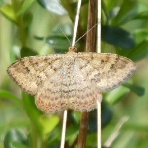 Scopula rubraria at Charleys Forest, NSW - suppressed