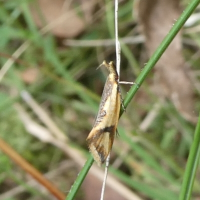 Thema macroscia (A concealer moth) at Charleys Forest, NSW - 5 Mar 2023 by arjay