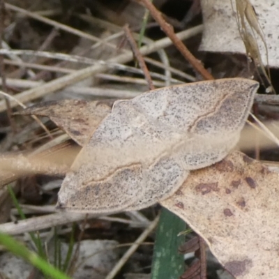 Taxeotis perlinearia (Spring Taxeotis) at Charleys Forest, NSW - 5 Mar 2023 by arjay