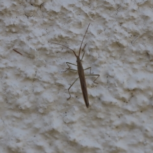 Mutusca brevicornis at Lyons, ACT - 5 Mar 2023