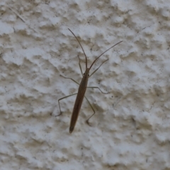 Mutusca brevicornis at Lyons, ACT - 5 Mar 2023