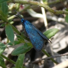 Turneriprocris dolens (A Zygaenid moth) at Mongarlowe River - 5 Mar 2023 by arjay