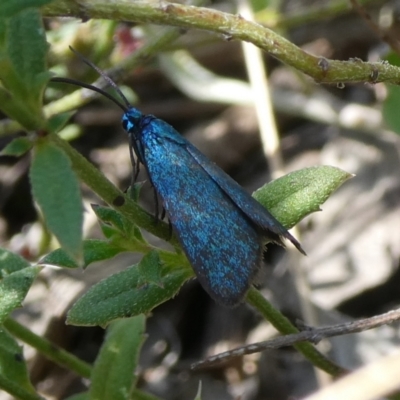 Turneriprocris dolens (A Zygaenid moth) at Charleys Forest, NSW - 5 Mar 2023 by arjay