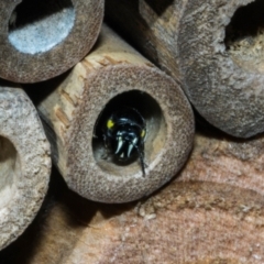 Hylaeus (Hylaeorhiza) nubilosus (A yellow-spotted masked bee) at Theodore, ACT - 6 Mar 2023 by dan.clark