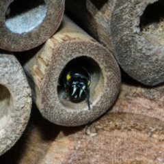 Hylaeus (Hylaeorhiza) nubilosus (A yellow-spotted masked bee) at Theodore, ACT - 5 Mar 2023 by dan.clark