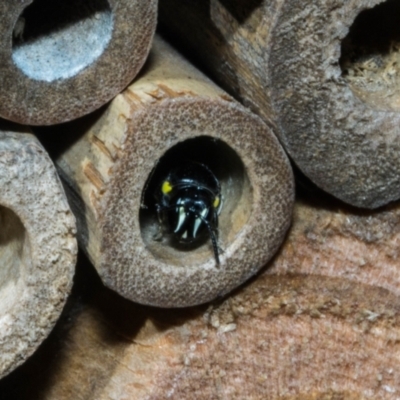 Hylaeus (Hylaeorhiza) nubilosus (A yellow-spotted masked bee) at Theodore, ACT - 5 Mar 2023 by dan.clark