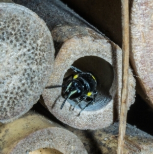 Hylaeus (Hylaeorhiza) nubilosus at Theodore, ACT - 6 Mar 2023 09:53 AM