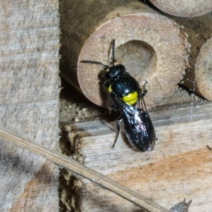 Hylaeus (Hylaeorhiza) nubilosus at Theodore, ACT - 6 Mar 2023 09:53 AM