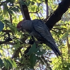 Callocephalon fimbriatum (Gang-gang Cockatoo) at Deakin, ACT - 6 Mar 2023 by Jillw