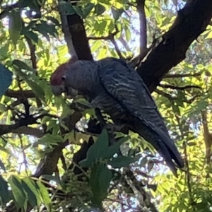 Callocephalon fimbriatum at Deakin, ACT - suppressed