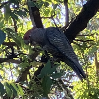 Callocephalon fimbriatum (Gang-gang Cockatoo) at Deakin, ACT - 6 Mar 2023 by Jillw