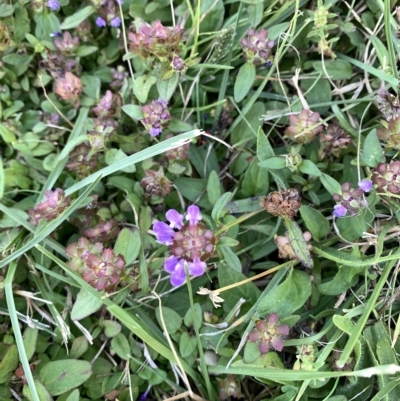 Prunella vulgaris (Self-heal, Heal All) at Black Flat at Corrowong - 6 Mar 2023 by BlackFlat