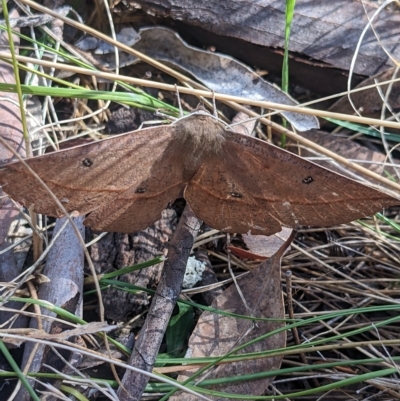 Phallaria ophiusaria (Large Leaf Moth) at Mount Majura - 5 Mar 2023 by WalterEgo