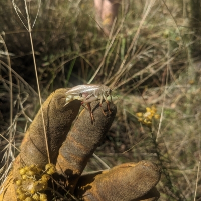 Gryllacrididae (family) (Unidentified Raspy Cricket) at Watson, ACT - 5 Mar 2023 by WalterEgo