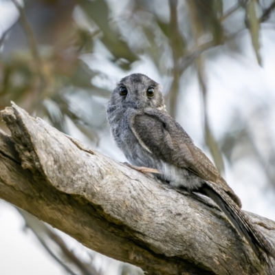 Aegotheles cristatus (Australian Owlet-nightjar) at Tharwa, ACT - 5 Mar 2023 by trevsci