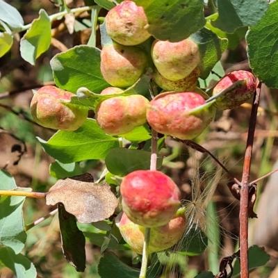 Chalcidoidea (superfamily) (A gall wasp or Chalcid wasp) at O'Malley, ACT - 6 Mar 2023 by Mike