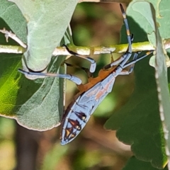 Amorbus sp. (genus) at O'Malley, ACT - 6 Mar 2023