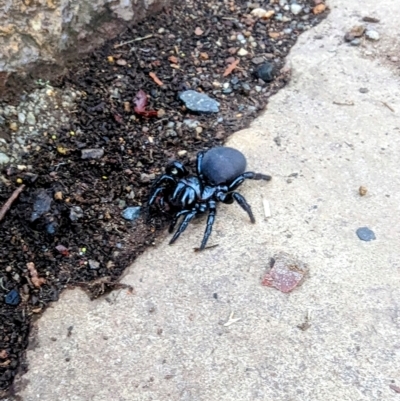 Missulena occatoria (Red-headed Mouse Spider) at Ainslie, ACT - 5 Mar 2023 by Positivism1