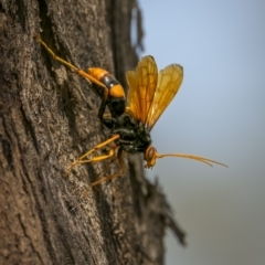 Cryptocheilus bicolor (Orange Spider Wasp) at Tennent, ACT - 5 Mar 2023 by trevsci
