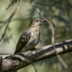 Cacomantis flabelliformis (Fan-tailed Cuckoo) at Tennent, ACT - 5 Mar 2023 by trevsci