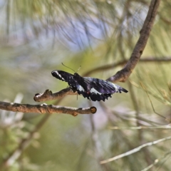 Papilio aegeus (Orchard Swallowtail, Large Citrus Butterfly) at Higgins, ACT - 6 Mar 2023 by MichaelWenke