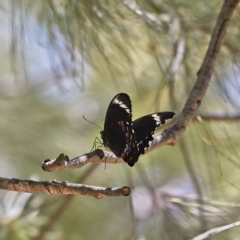 Papilio aegeus at Higgins, ACT - 6 Mar 2023 12:54 PM