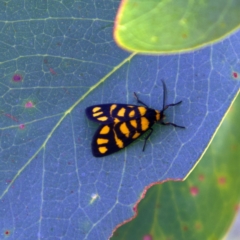 Asura lydia (Lydia Lichen Moth) at Higgins, ACT - 6 Mar 2023 by MichaelWenke