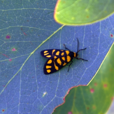 Asura lydia (Lydia Lichen Moth) at Higgins, ACT - 6 Mar 2023 by MichaelWenke