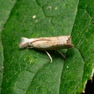 Culladia cuneiferellus at Downer, ACT - 6 Mar 2023 02:40 PM