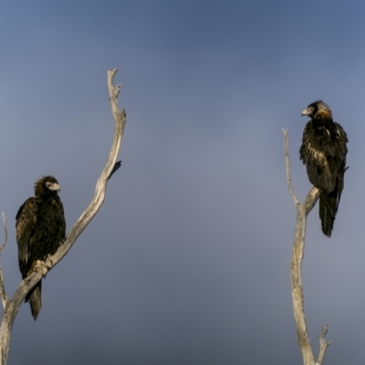 Aquila audax (Wedge-tailed Eagle) at Tennent, ACT - 5 Mar 2023 by trevsci