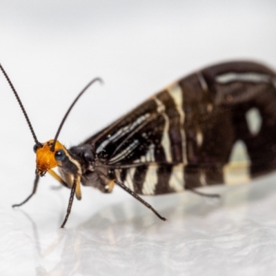 Porismus strigatus (Pied Lacewing) at Jerrabomberra, NSW - 6 Mar 2023 by MarkT