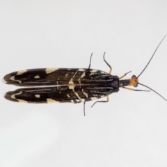 Porismus strigatus at Jerrabomberra, NSW - 6 Mar 2023