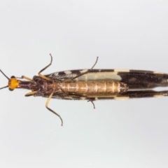 Porismus strigatus at Jerrabomberra, NSW - 6 Mar 2023