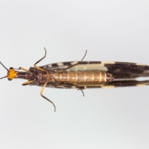 Porismus strigatus at Jerrabomberra, NSW - 6 Mar 2023