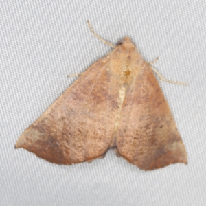 Mnesampela privata at O'Connor, ACT - 28 Feb 2023 10:37 PM